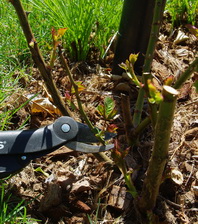 Pruning Roses